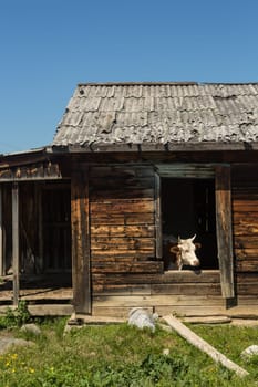 Cows escape the heat in an old abandoned wooden house.