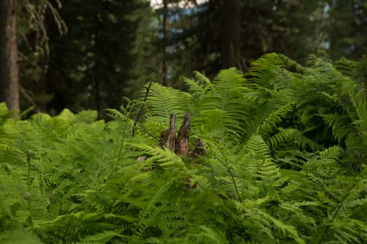 Beautiful ferns leaves green foliage nature. Floral fern background. Ferns leaves green foliage. Tropical leaf. Exotic forest plant. Botany concept. Ferns jungles.