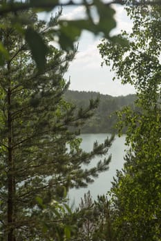 Summer green forest before a thunderstorm cloudy day.