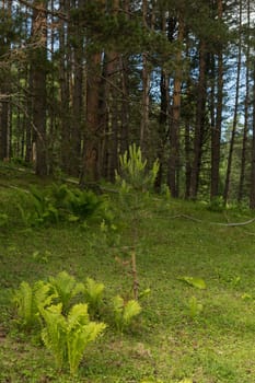 Beautiful green clearing field in a forest - picture with copy-space.