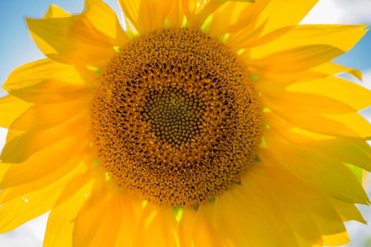 Sunflower natural background, Sunflower blooming, Sunflower oil improves skin health