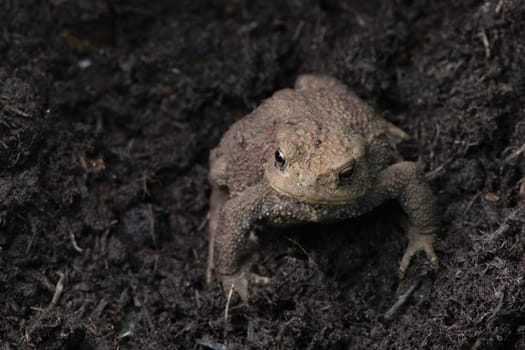 Brighter and closer, striking orange eyes of this toad are highlighted, Plenty of copy space in this frame filling image. Dark compost background