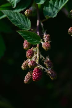 Vertical image of thorn less garden blackberries against a deep dark green background. Berries are ripening , with the focal point being bright red.