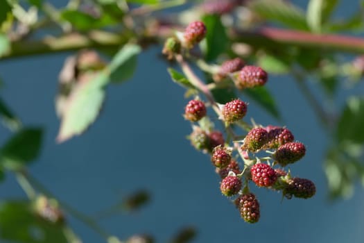 Horizontal image of green and red ripening blackberries on a teal blue background. Selective focus and image lit by sunlight with copy space.