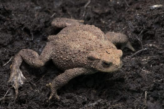 Looking down onto a common toad sitting spread out on a dark compost mud background. The red textured lumps are unusual, visible as full body image.