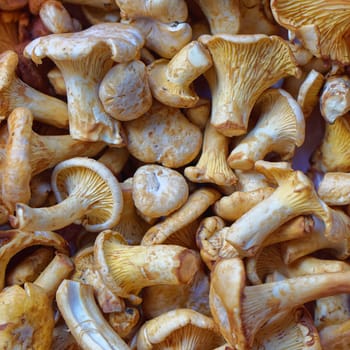 Wild edible mushrooms girolles chanterelle