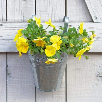 Yellow flowers in bucket hanging at wooden wall