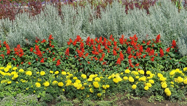 Cultivated garden with layer of flowers in park