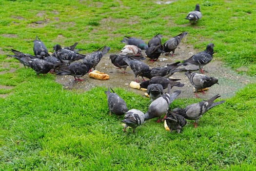 Feeding pigeons and doves with bread in park