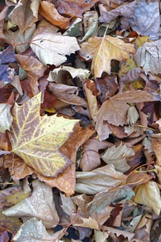 Big bunch of fall leaves and foliage