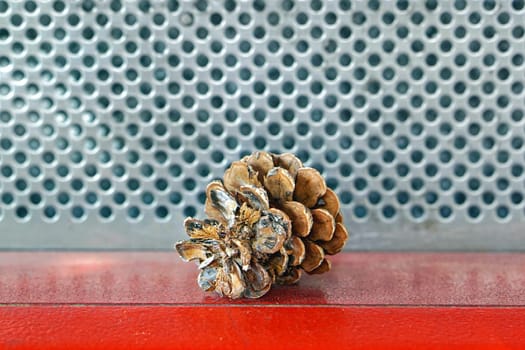 One Conifer Pinecone at Red Shelf