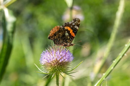 Large butterfly sits on a thistle blossom against a blurred green background