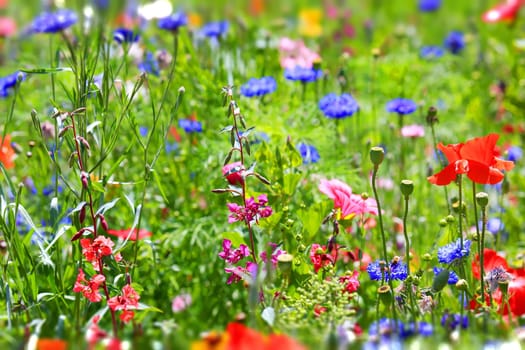 beautiful natural colorful flower meadow