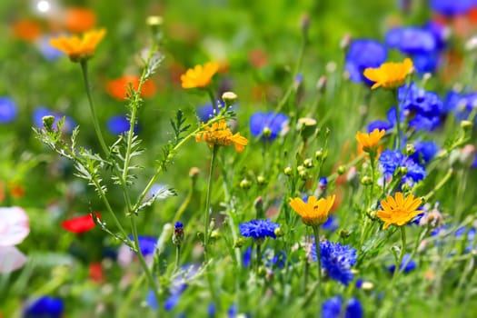 beautiful natural colorful flower meadow