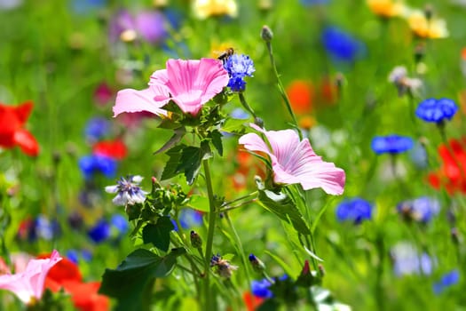 beautiful natural colorful flower meadow