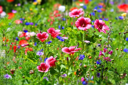 beautiful natural colorful flower meadow