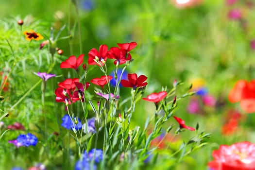 beautiful natural colorful flower meadow