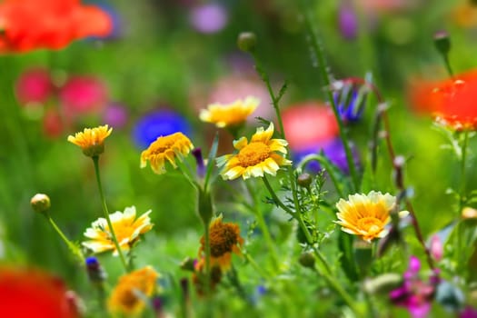 beautiful natural colorful flower meadow