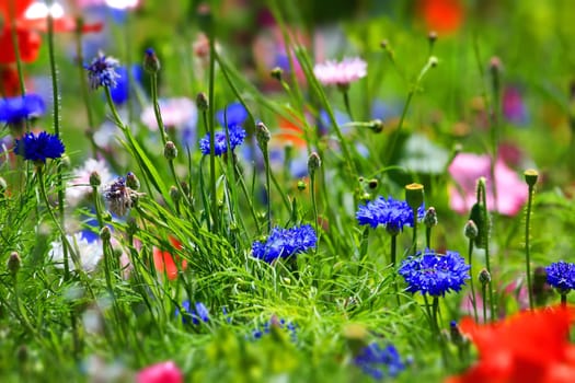 beautiful natural colorful flower meadow