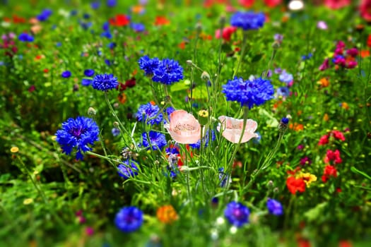 beautiful natural colorful flower meadow