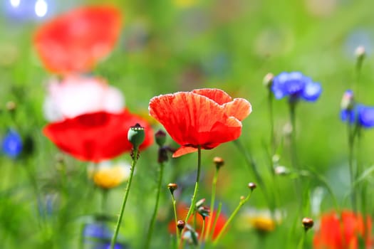 beautiful natural colorful flower meadow