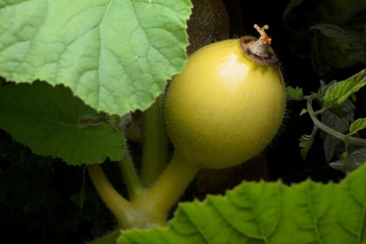 Bright yellow squash stands out against a dark background as it grows amongst large green leaves. Part of a garden allotment vegetable patch.
