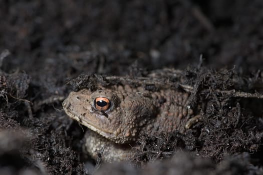 1 - Vibrant orange eye stands out as this toads face peeks out from under the compost the toad is hiding in. Copy space above in top portion of frame