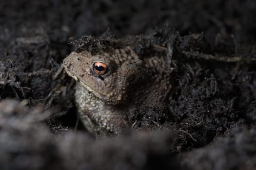 2 - Vibrant orange eye stands out as this toads face peeks out from under the compost the toad is hiding in. Side view