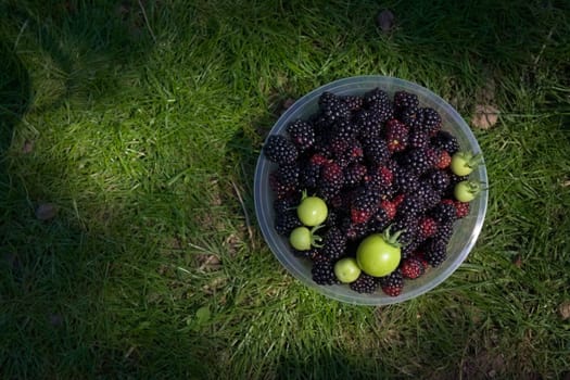 Many hand picked blackberries and small green tomatoes fill this plastic dish. Natural garden produce outdoors in dappled sunlight.