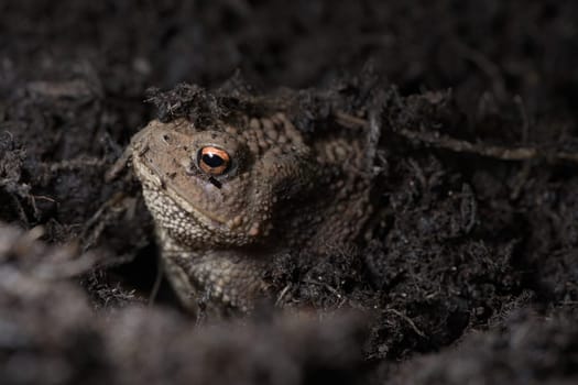 3 - Vibrant orange eye stands out as this toads face peeks out from under the compost the toad is hiding in. Side profile