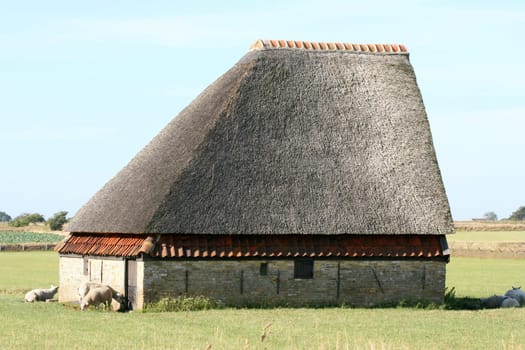 a Sheep barn on the island of Texel, Netherlands, North Sea .