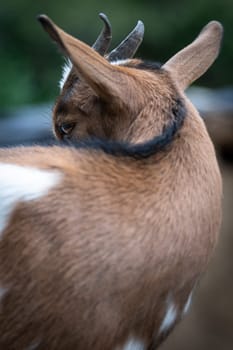 charming portrait of a dwarf goat