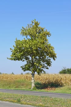 One deciduous tree at corn field in summer