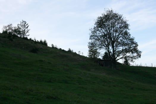 A growing on a hillside of single tree.