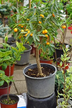 Small kumquat tree in pot