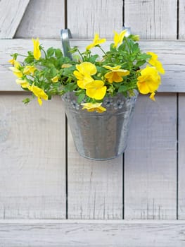 Yellow flowers in bucket hanging at wooden wall