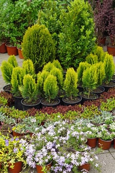 Small conifer tree in nursery