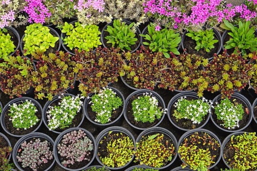 Plants and flowers in pots at nursery garden