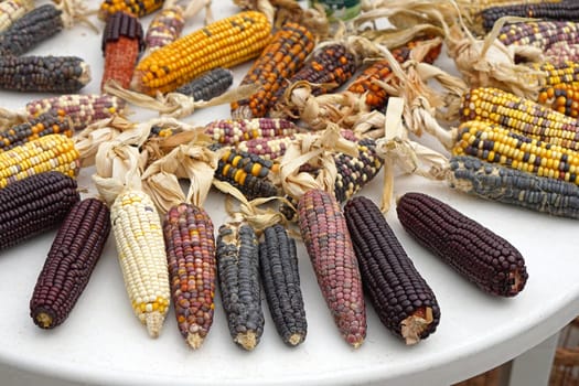 Native American multi coloured corn ears