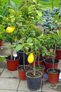 Small lemon tree in pot