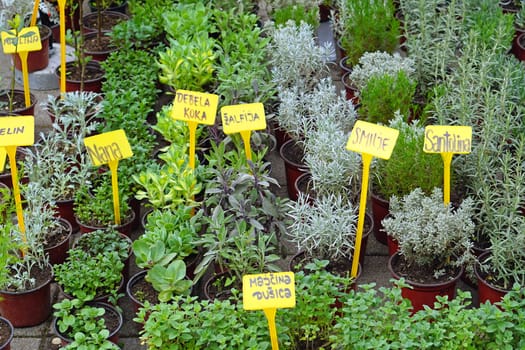 Fresh herbs healthy edible plants