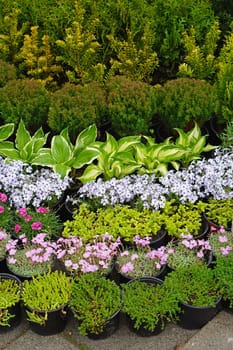 Flowers and plants in pots at garden nursery