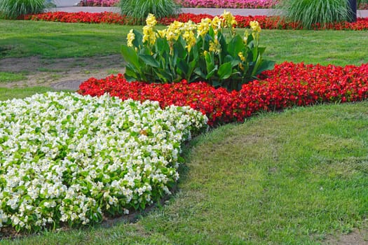 Cultivated garden with flowers in park