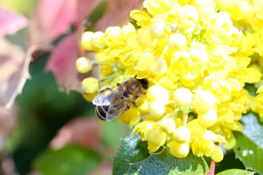 A bee visits a yellow flowering bloom