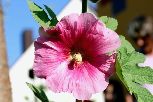 A beautiful blooming red hollyhock (Alcea rosea)