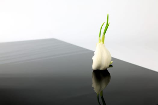 Garlic on a black plate wanders across the picture