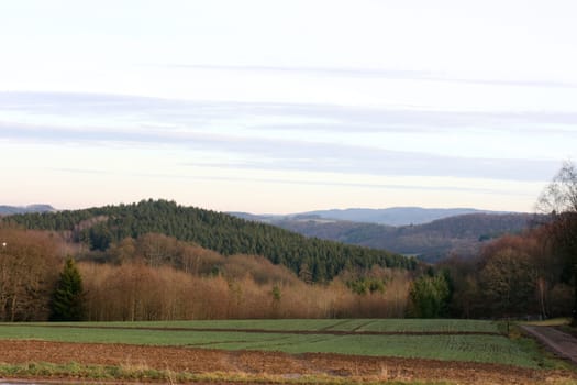 A landscape with wheat fields and forest.