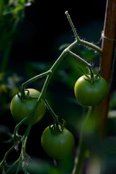 3 green cherry tomatoes growing against a cane in a greenhouse. Unripe but back and side lit by the sun coming in through the glass at golden hour.