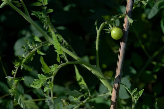 On right of frame, a small single green unripe cherry tomatoes shines bright in evening sunlight. Vivid green colors with left side copy space