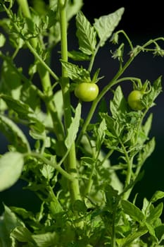 Bright evening sunlight gives very vivid greens in this vertical close up image of a tomato plant. One tiny small cherry tomato is the focus.